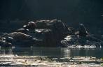 Steller Sea Lions, a maior espécie de leões-marinhos do mundopasseio de barco em Telegraph Cove, na Vancouver Island, na Columbia Britânica, costa oeste do Canadá